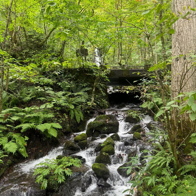 布滝：綠意盎然的自然🌿💦
