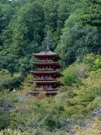 奈良の絶景✨カラフルな菊の花○○○鉢 菊の回廊2024開催中10/5~12/8迄。