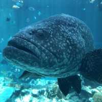 沖繩美麗海水族館