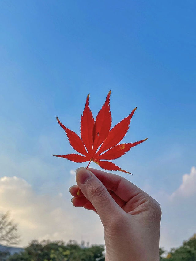 가을여행 단풍데이트는 여기서❤️