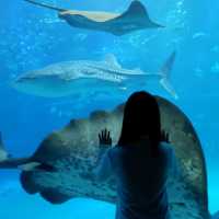 Osaka Aquarium Kaiyukan 🐠🩵