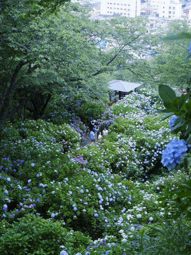 六月限定：日本最大繡球花海