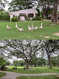 JUDY'S HOME คาเฟ่เมืองลำพูนกับน้องห่านสุดน่ารัก