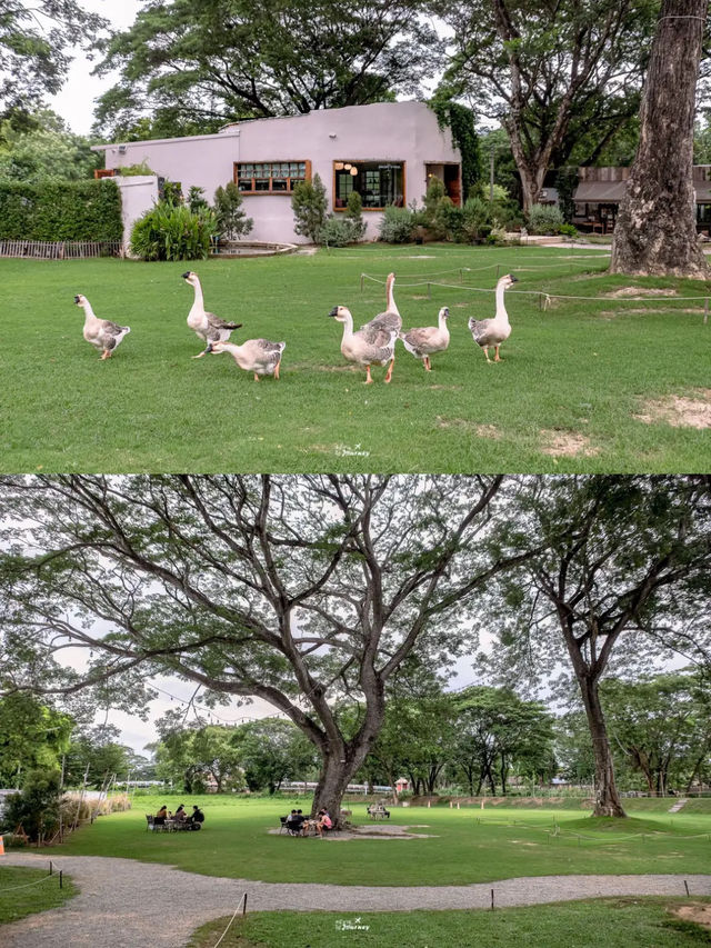 JUDY'S HOME คาเฟ่เมืองลำพูนกับน้องห่านสุดน่ารัก
