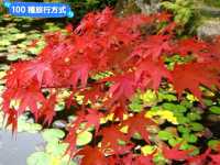 日本三景-宮島的漫山楓紅與海上鳥居