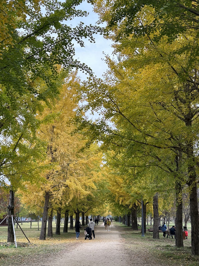 여주 은행나무 거리 데이트하기🍁🤎