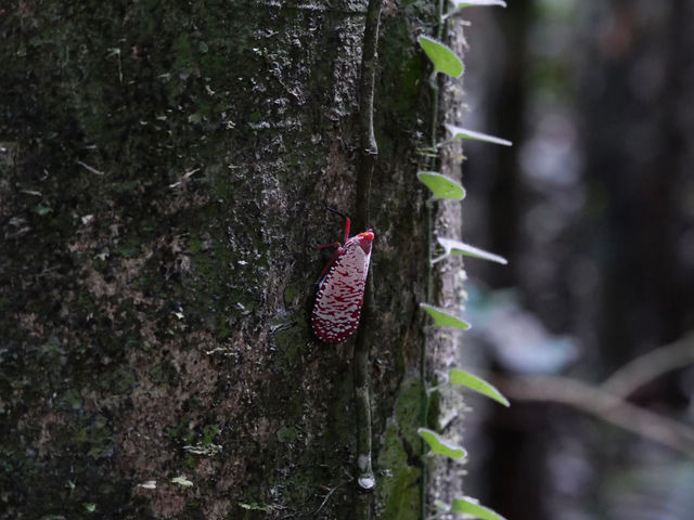 น้ำตกสายรุ้งละอองดาว | ระนอง💐🌳