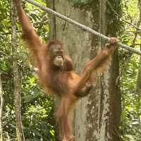Spectacular Orang Utan 😍