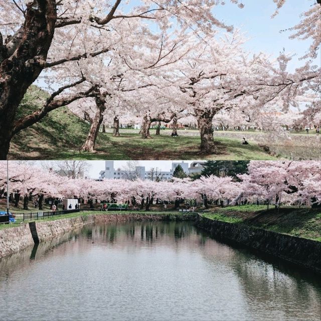 北海道賞櫻花好去處