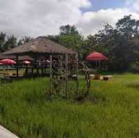 กาแฟกลางธรรมชาติ | โรงคั่วกาแฟ วังน้ำเขียว
