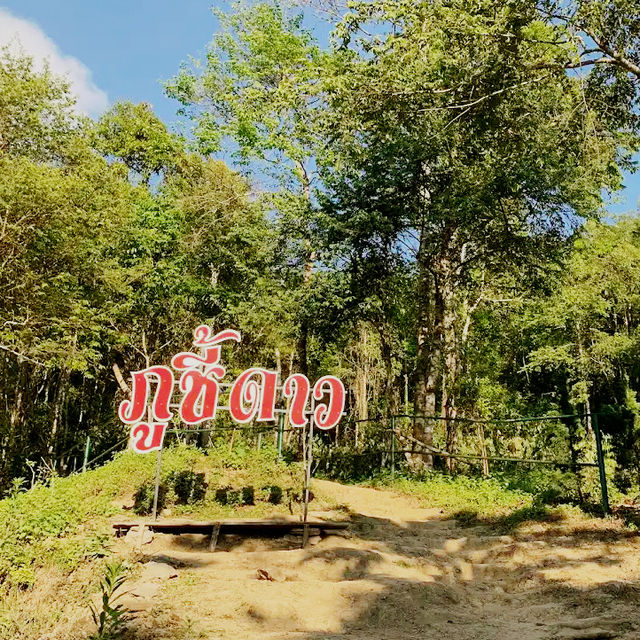 ⛅️เที่ยวภูชี้ดาว ดูทะเลหมอกตอนเช้า จ.เชียงราย