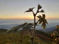 จุดชมวิวสวนยาหลวง จ.น่าน