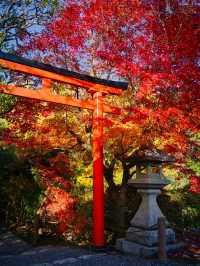 【紅葉特集】世界文化遺産の石庭以外も素敵すぎる✨見応えありの紅葉スポット🍁