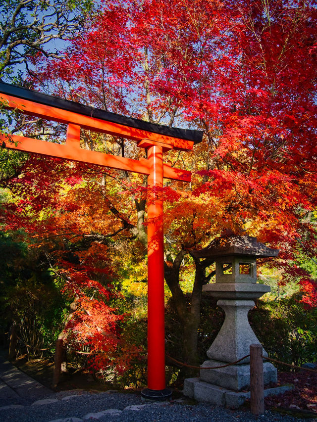 【紅葉特集】世界文化遺産の石庭以外も素敵すぎる✨見応えありの紅葉スポット🍁