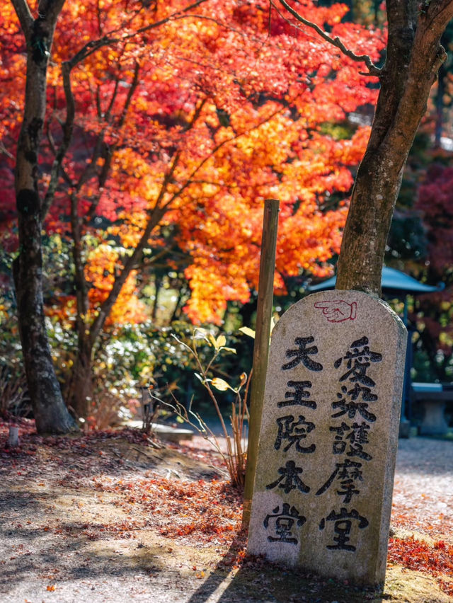 超美楓葉季🥰小眾寺廟攻略☺️超推薦❤️