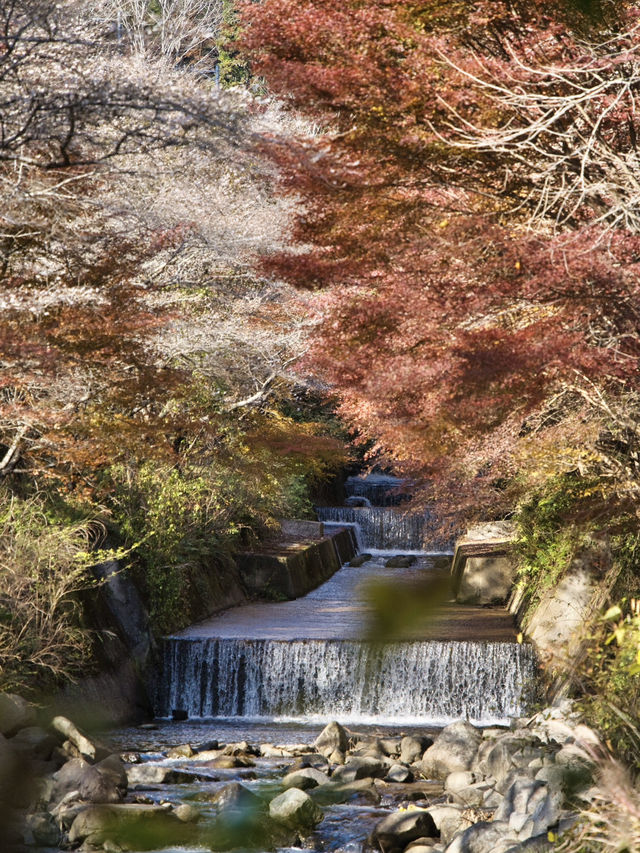 【ここ行って】秋に桜が見られる⁉️全国でも珍しい「紅葉×桜」の本場🌸🍁