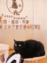 𖤣𖤥深圳貓Cafe｜親人的貓是最惹人疼
