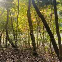 紅葉が見事だった【篠栗九大の森】森林浴で癒されました