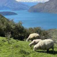 Roys Peak