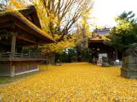 【埼玉県】埼玉の隠れた藤と紅葉の名所！「玉敷神社」