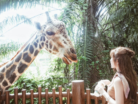 動物達と間近で触れ合えるシンガポール動物園🦒 | Trip.com シンガポール