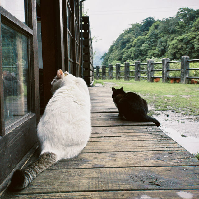Houtong Cat Village, Taiwan 🐈‍⬛🐈