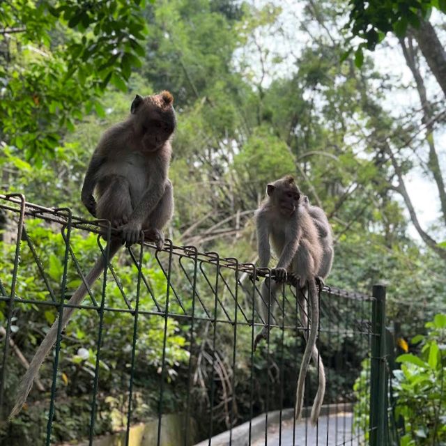 Monkey Forest Sanctuary