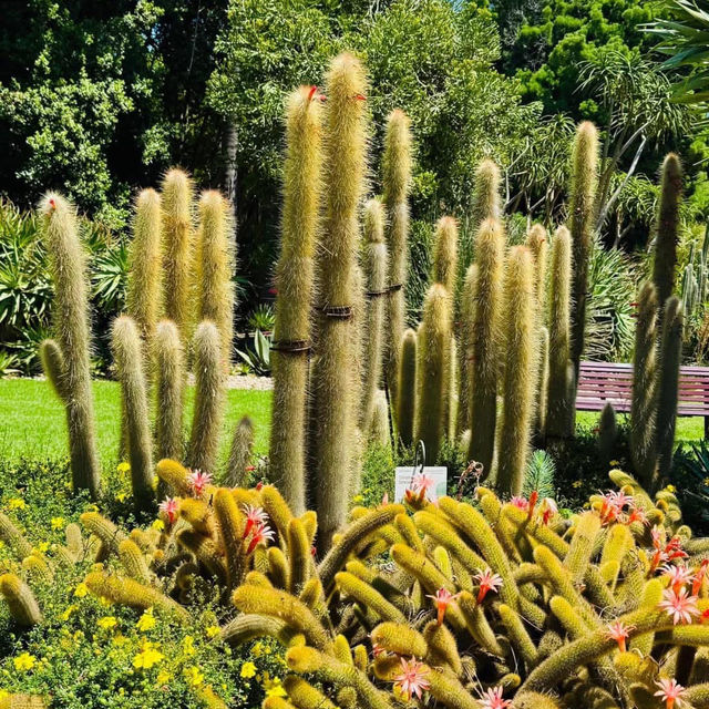 A Summer Escape: Melbourne’s Royal Botanic Gardens