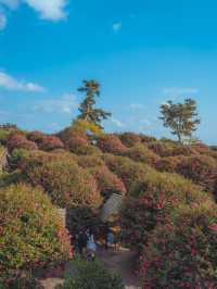 동화같은 빨간 동백꽃 풍경을 볼 수 있는 이곳“동백포레스트”