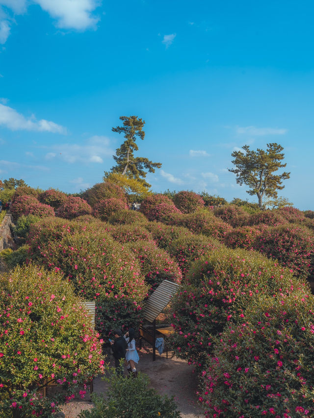 동화같은 빨간 동백꽃 풍경을 볼 수 있는 이곳“동백포레스트” 동화같은 빨간 동백꽃 풍경을 볼 수 있는 이곳“동백포레스트”