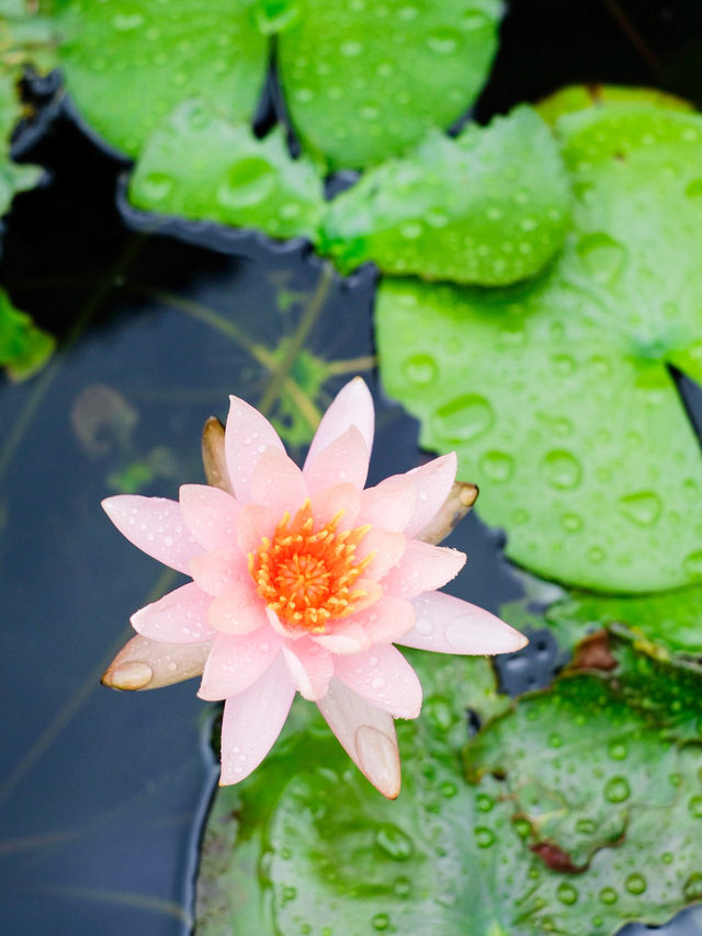 Finding Peace at Tsz Shan Monastery: A Spiritual Retreat