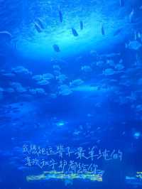 นางเงือกมีจริงที่ Zhejiang Polar Ocean World