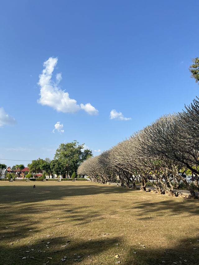 🌼พิพิธภัณฑ์ ซุ้มต้นลีลาวดีที่น่าน🏛️🍃