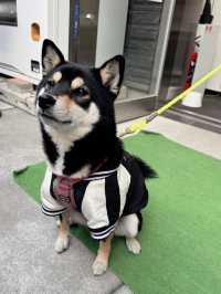 【東京】看板犬こいしちゃんに会いに行きたい🤍毎月行きたい神社⛩✨
