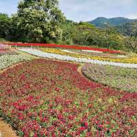 三層崎公園-五彩繽紛花田美麗景致，被譽為「台版富良野」
