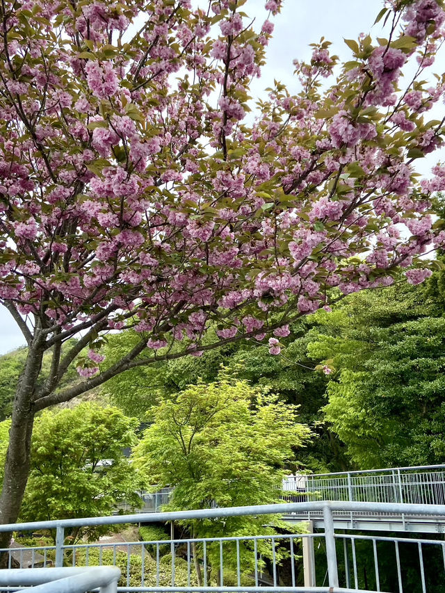 Amanohashidate View Land