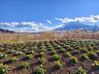 河口湖賞花好地方