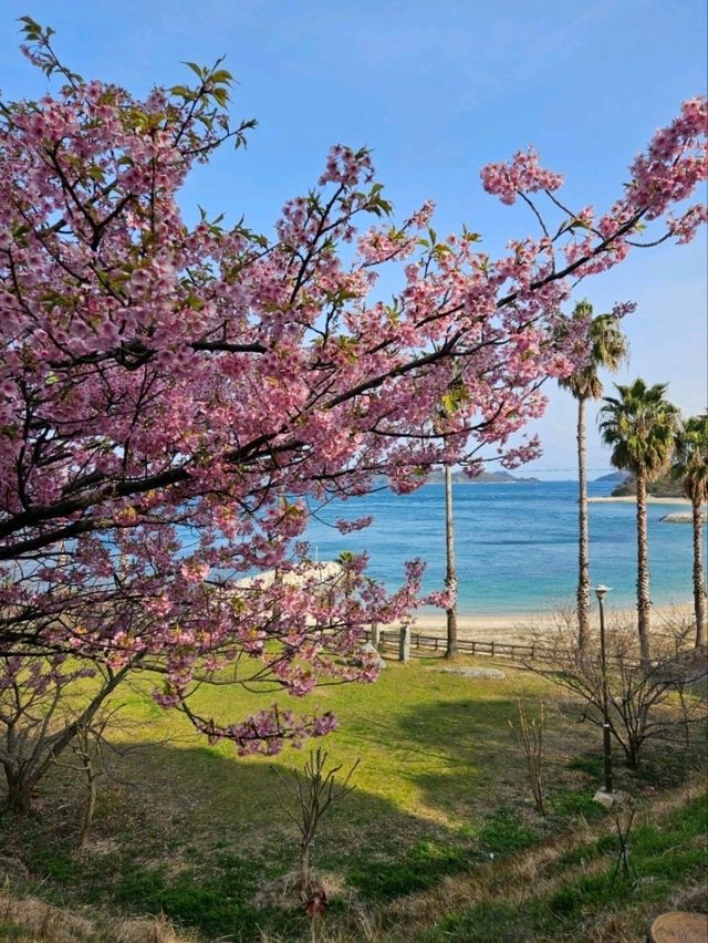 【まるで花の絨毯】