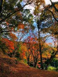 【もみじ神社】