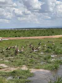 Animals in Amboseli National Park 🇰🇪