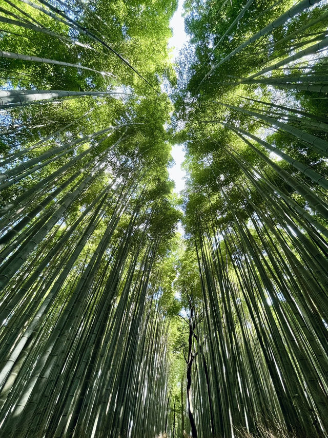 🇯🇵 Kyoto’s Beauty: Rising Sun Above the Crowds