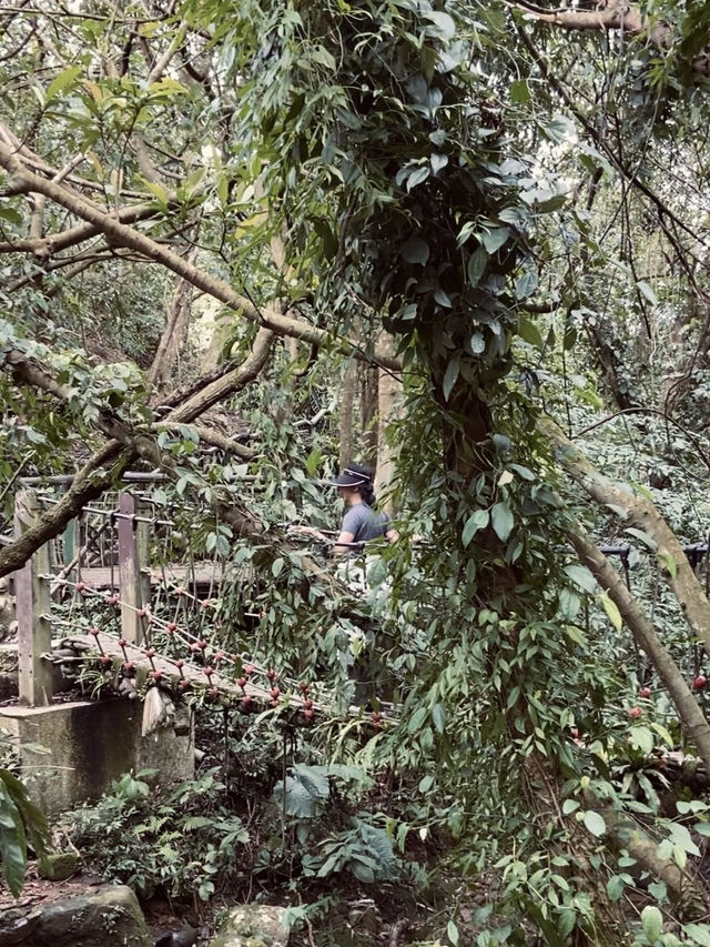 宛如走進宮崎駿的縮小版森林