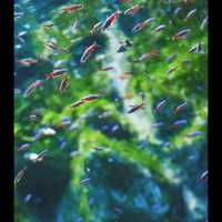 墨田水族館～暢游於水下奇幻世界