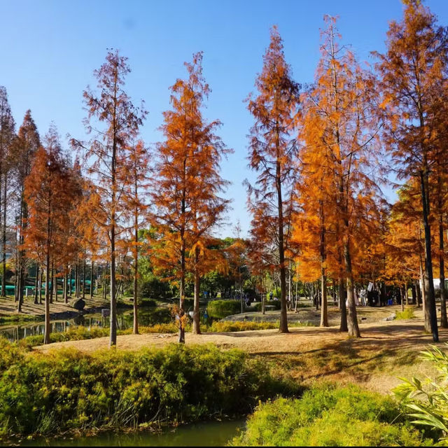 清湖濕地公園-市區濕地氧吧