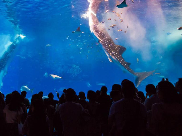 水中生物的邂逅～美麗海水族館