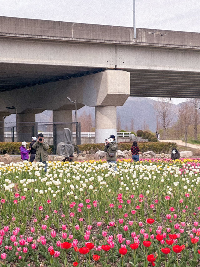 부산 봄나들이 가기 좋은 튤립 명소 추천🌷