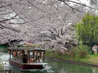 京都櫻花絕景~🌸滿開櫻花的感動「伏見十石舟」
