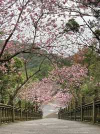 碧山巖櫻花步道賞櫻美景