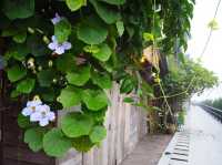ชมดอกไม้ เชียงคาน เลาะริมโขง