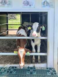 🐄제주 아침미소목장, 카이막이 있는 카페까지!